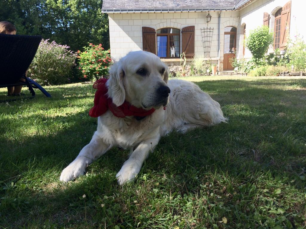 Domaine De Joreau Gennes-Val-de-Loire Esterno foto
